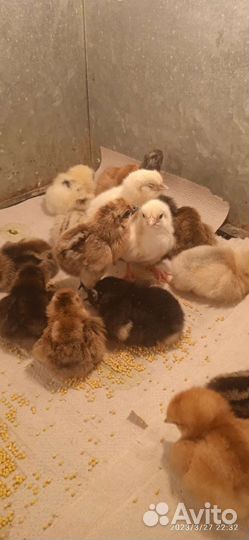 Цыплята суточные утята индийский бегунок