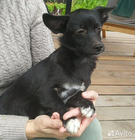 Щенки в добрые руки