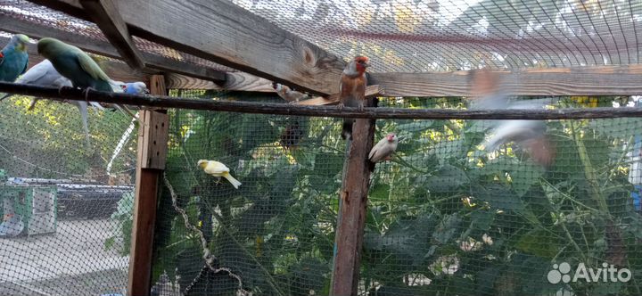 Волнистые попугаи,молодежь собственного разведения