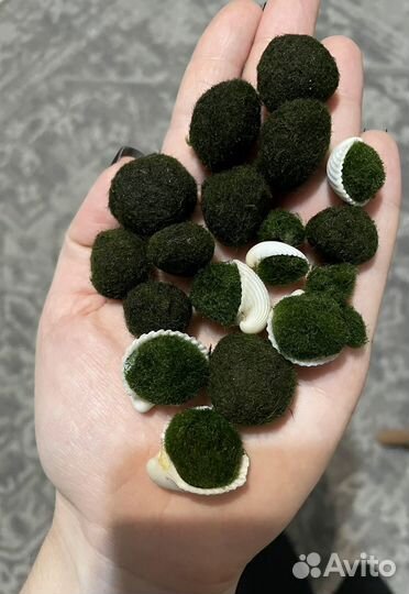 Кладофора шаровидная/мох маримо
