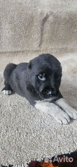 Щенки сао Алабая