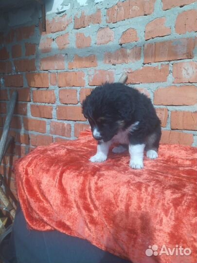 Щенки в добрые руки бесплатно