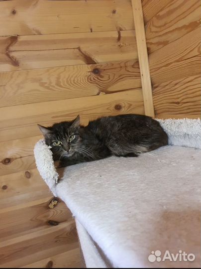 50 кошек садиста