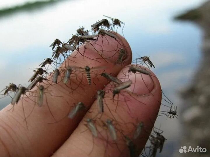 Обработка от клещей комаров блох мух муравьев ос