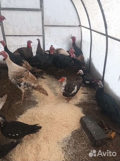 Мясо индюк. утка. курица,кролик