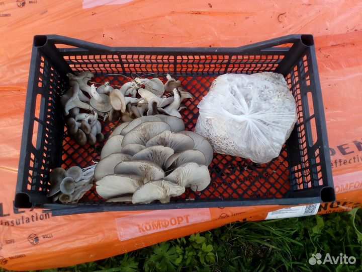 Мицелии грибов вешенка