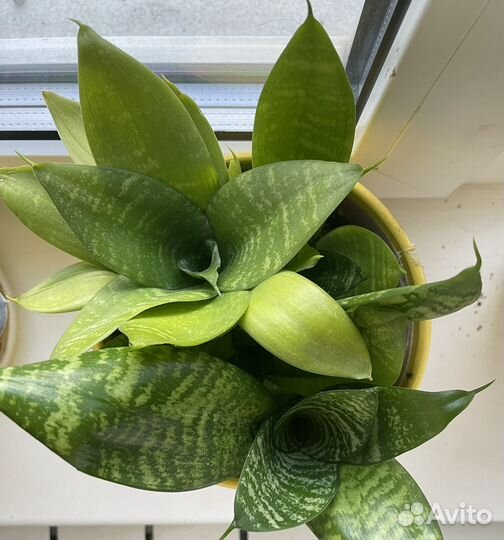 Кактусы и суккуленты