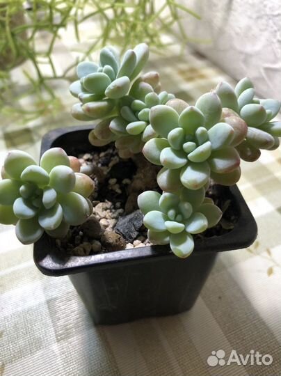 Суккуленты