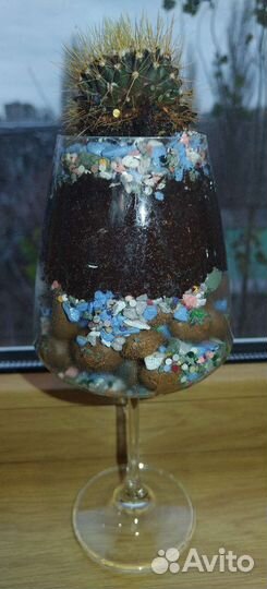 Флорариум из кактусов