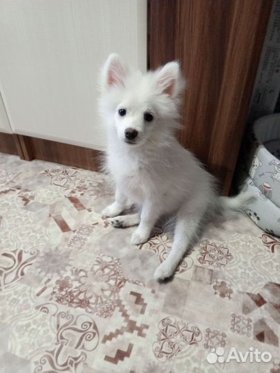 Японский шпиц
