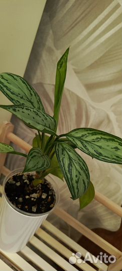 Аглаонема Мария Кристина