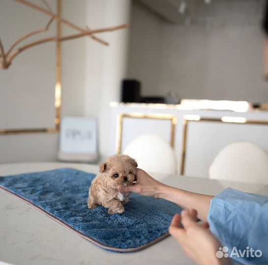 Карманная микро мальтипу девочка супер редкость