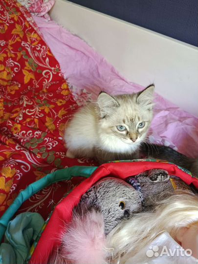 Котенок девочка