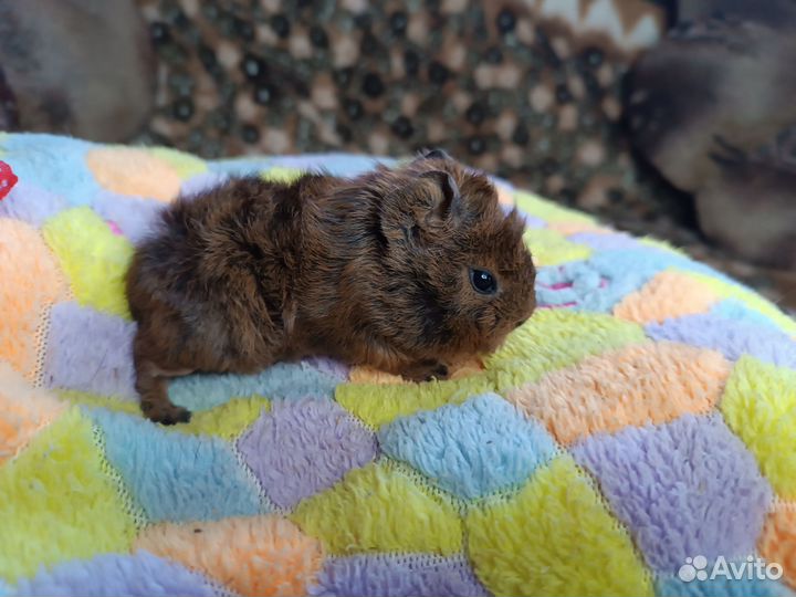 Морские свинки