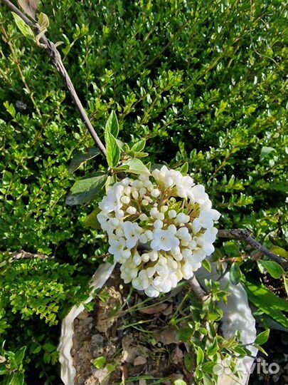 Калина декоративная 4 сорта