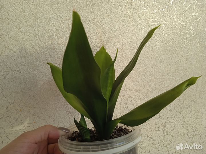 Сансевиерии сортовые (щучий хвост)
