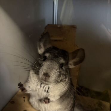 Шиншилла мальчик 1.5 года