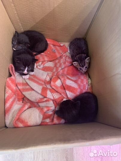 Отдаем котят