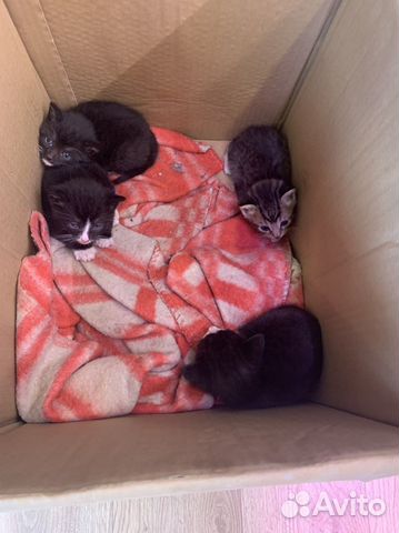 Отдаем котят