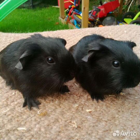 Малыши морские свинки