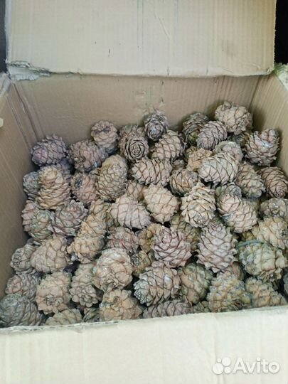 Шишка кедровая 100шт