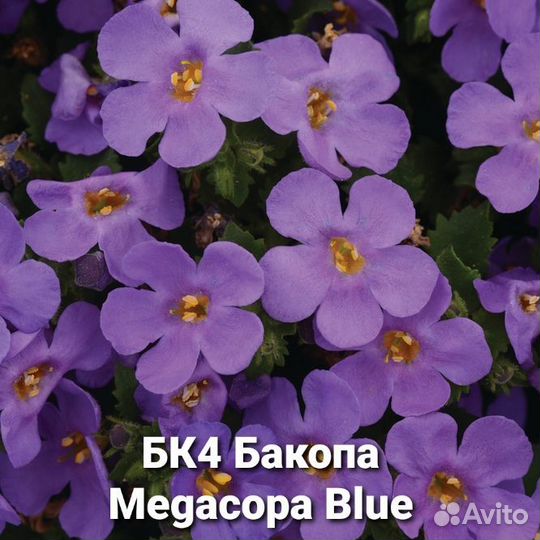 Бакопа