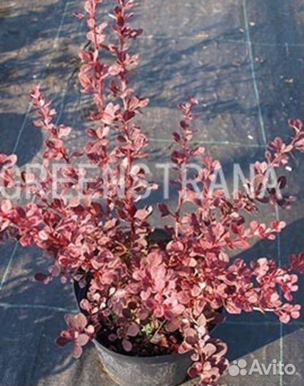 Барбарис Тунберга Harlequin