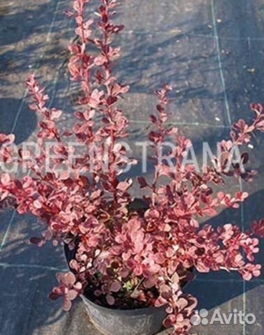 Барбарис Тунберга Harlequin