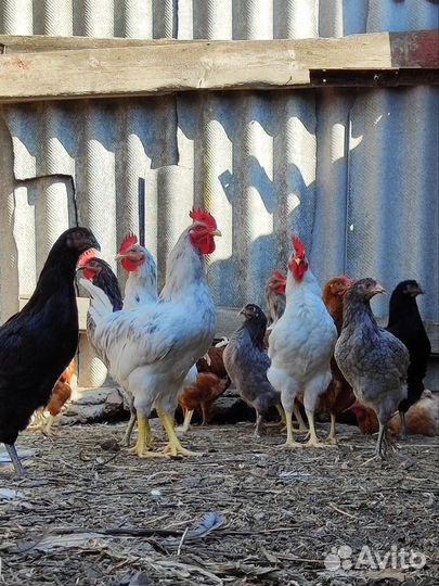 Петушки молодые