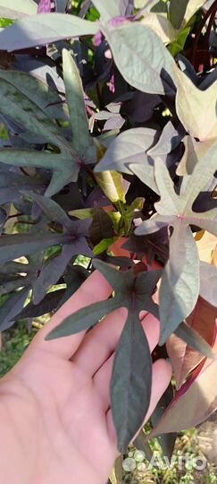 Срезы ипомеи батат