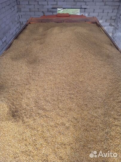 Зерно ячмень