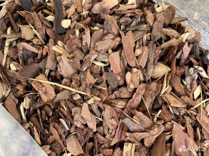 Кора лиственницы сибирская