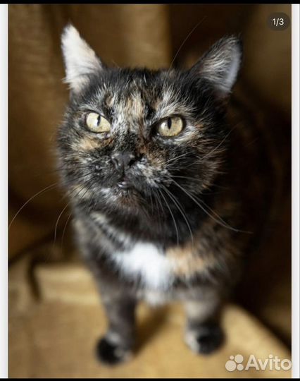 Кошка в дар