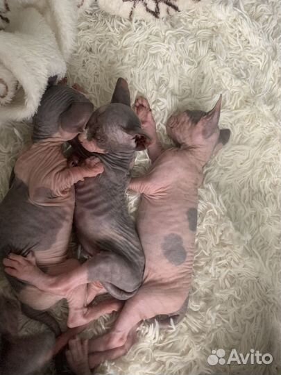 Канадский сфинкс котенок