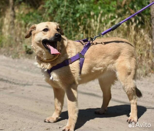 Собака улыбка нежная девочка