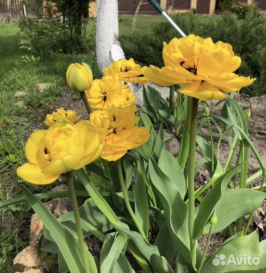 Каллы, тюльпаны, гиацинты