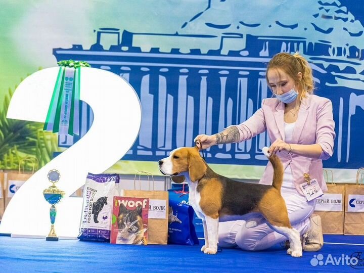 Кобели бигля на вязку. Проверенные производители н