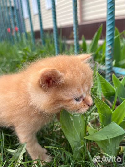 Котята в добрые руки бесплатно