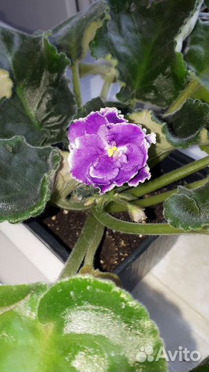 Фиалки, стрептокарпус