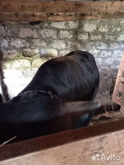 Бык на мясо