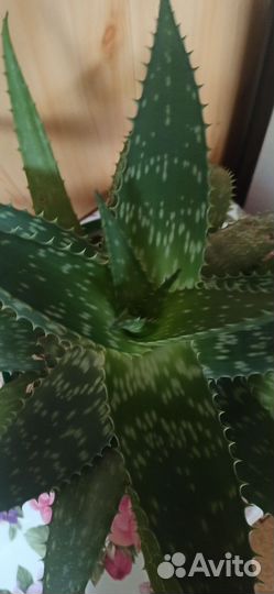 Алоэ тигровое