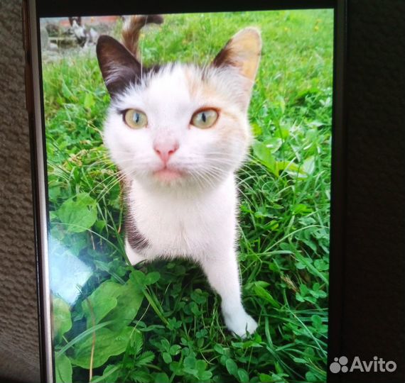 Котята в добрые руки даром
