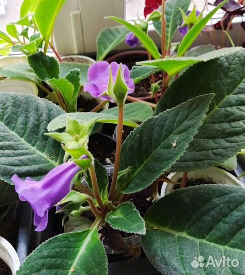 Глоксиния-тидея