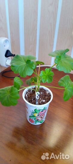 Розебудная пеларгония Grainger's Antigue Rose