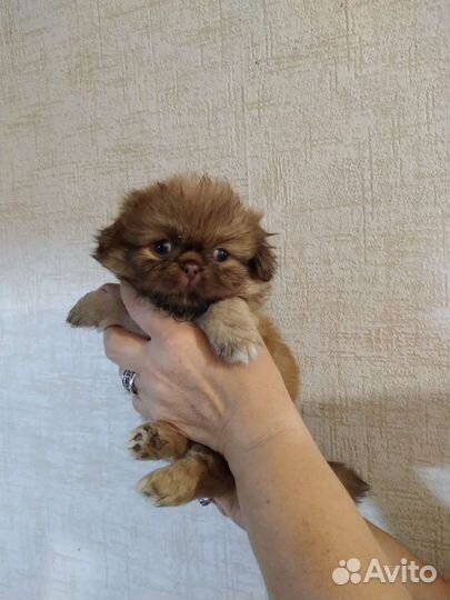 Щенки пекинеса