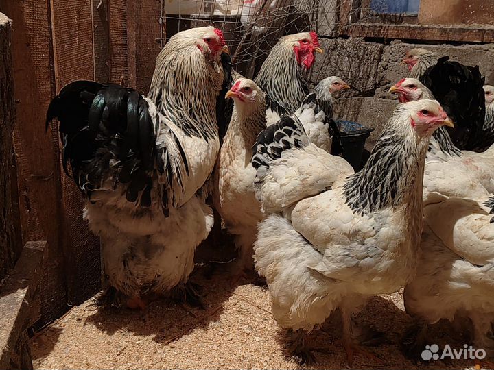 Инкубационное яйцо светло колумбийской брамы