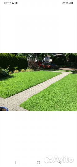 Семена белого клевера