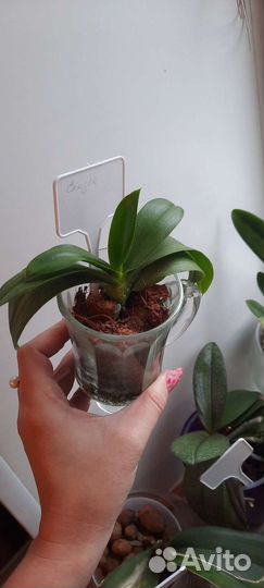 Комнатные растения