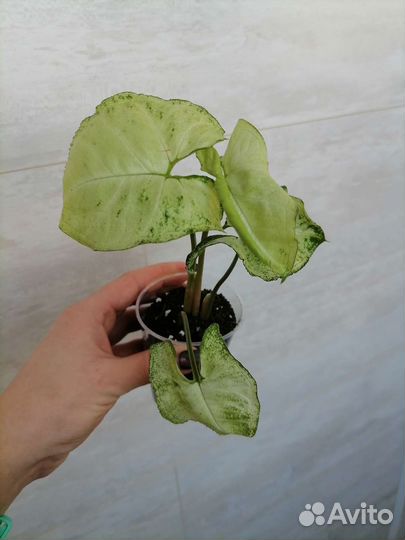 Сингониумы разные, сортовые