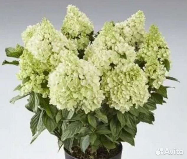 Метельчатые гортензии серии Пан